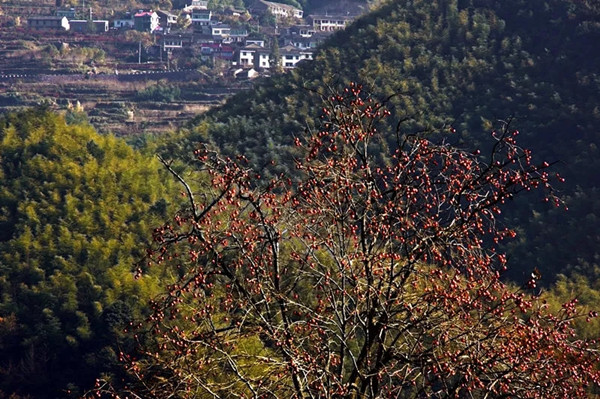 柿子树.webp.jpg