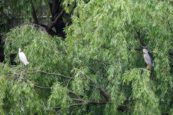 egrets.jpg