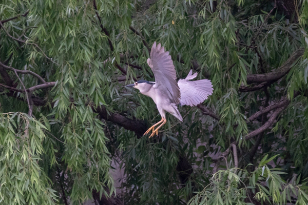 egrets3.jpg