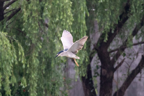 egrets4.jpg