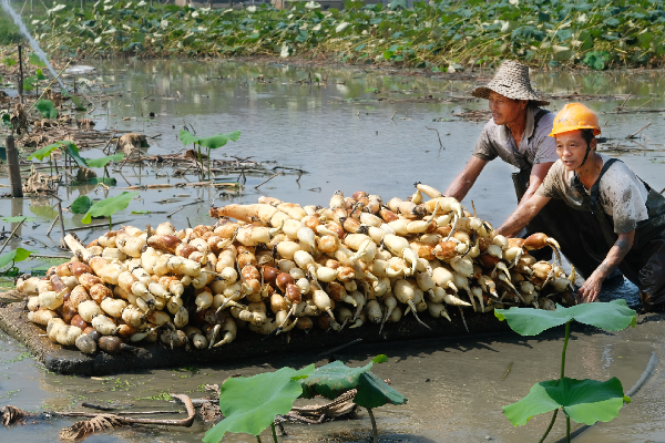 farmer2.png