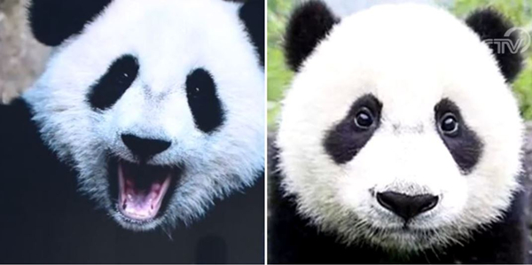 pandas.jpg