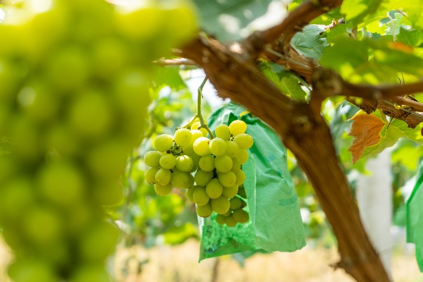 grape1(1).jpg