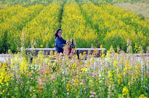 油菜花(1).jpg