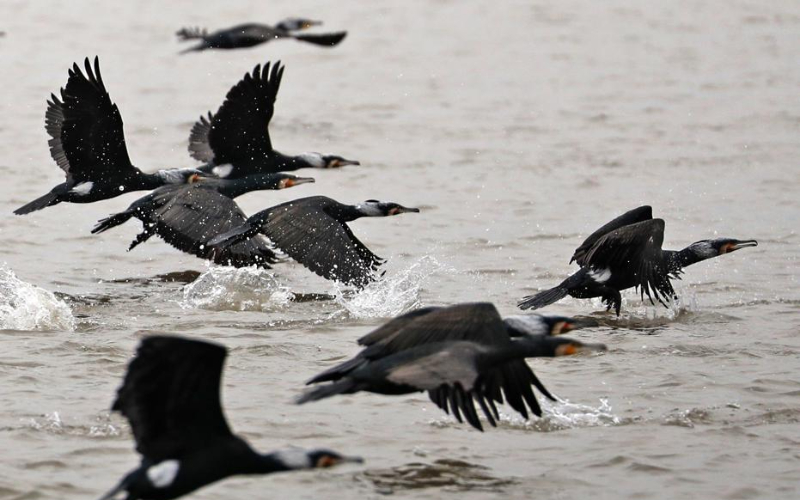 Ninghai Bay a magnet for birds — and watchers
