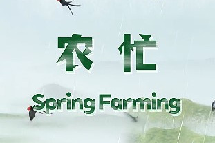 Qingming: Spring farming