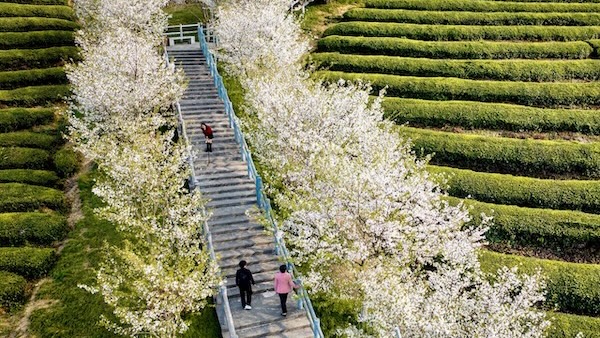 Spring spectacle at Ninghai Huashan Park