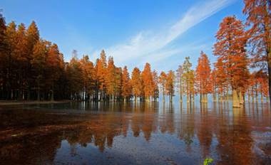 Siming Lake redwoods a popular sight