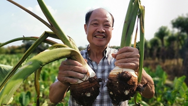 It's harvest time for taros in Ningbo
