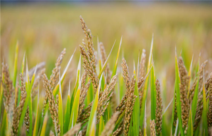 Snapshots of paddy fields in Beilun
