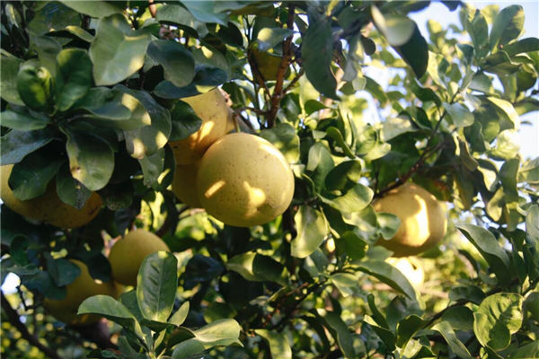 Pomelo harvest season arrives in Yuyao