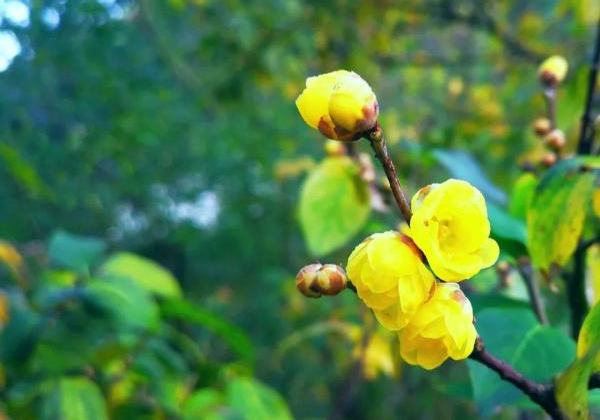 Wintersweets bloom in Ningbo