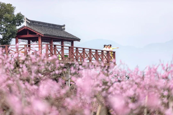 Honey peach cultural festival to open in Fenghua in mid-March