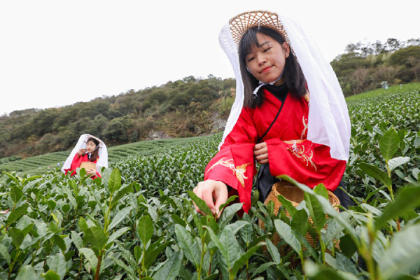 Spring tea enters harvest season in Haishu