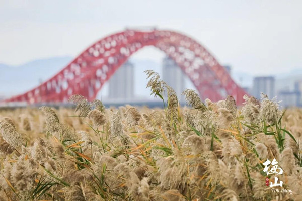 Reed marshes near Ningbo University captivate tourists
