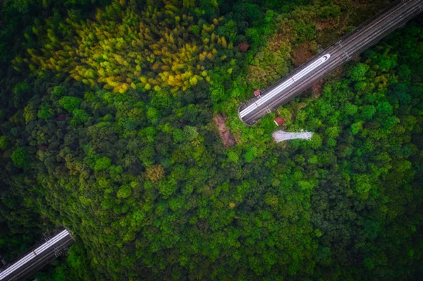 Afforestation rate stands at 48% in Ningbo
