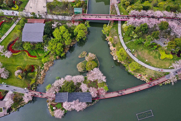 Cherry trees resemble pink clouds in Ningbo