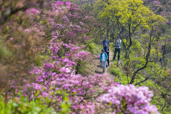 Azalea blossoms in Fenghua enthrall visitors