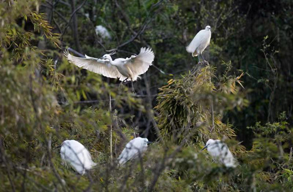 You Haibing: A former bird poacher turned protector