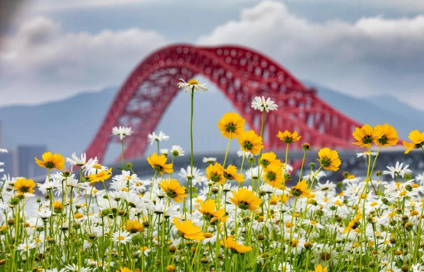 Daisy blossoms near Meishan Red Bridge captivate visitors  