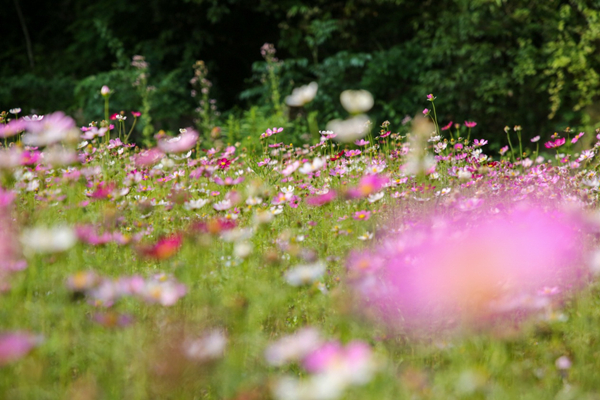 Galsang flowers in full bloom in Ningbo