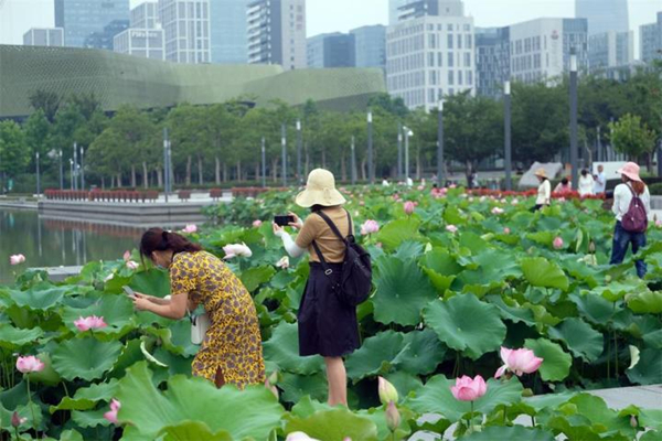 Lotus blossoms attract crowds in Ningbo