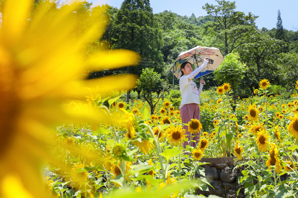 Sea of sunflowers enchants visitors