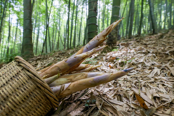 Rhizome shoots hit the market in Ningbo