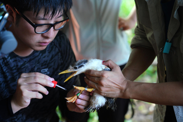 Rare birds banded in Xiangshan for protection