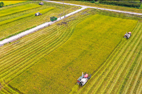 Early rice harvest season begins in Ningbo