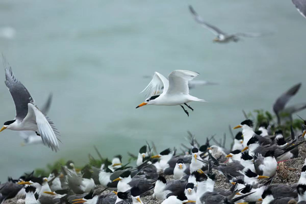 Bird protection efforts bear fruit in Ningbo