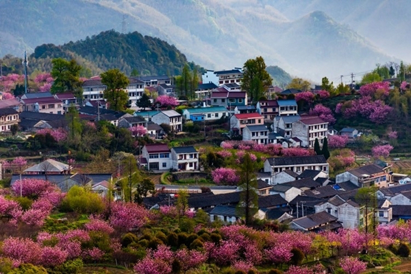 1,000-mu of cherry trees enter flowering period