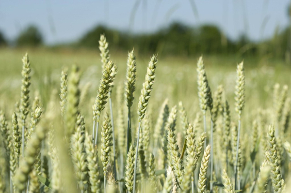 5 things you may not know about the Start of Summer