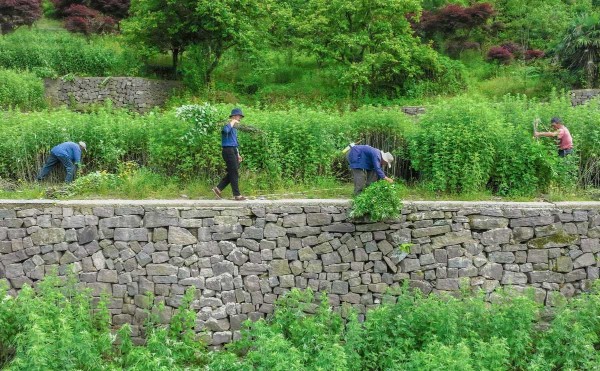 Mugwort harvests in Zhangxi village 