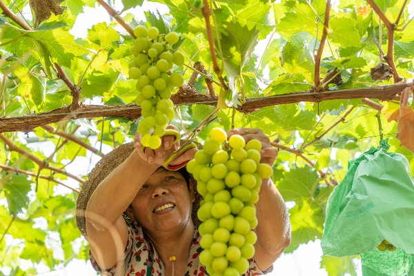 In pics: Grape harvest season arrives in Ningbo