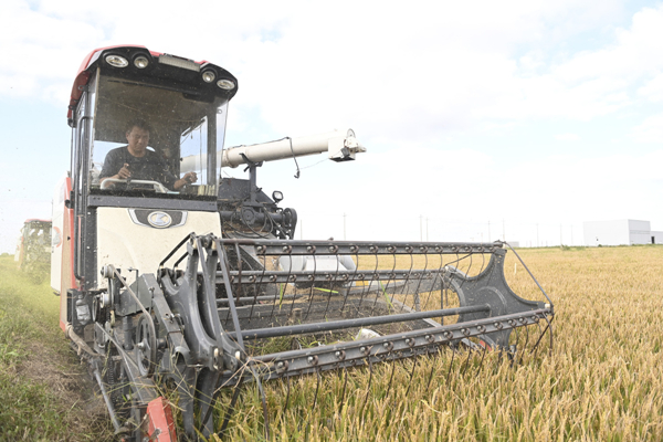 Harvest season arrives for paddy fields