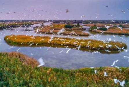 Hangzhou Bay National Wetland Park: a haven for birds