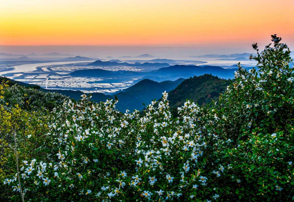 In pics: Camellia trees start to flower