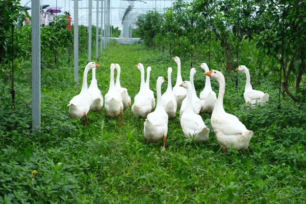 Xiangshan agricultural product wins national honor