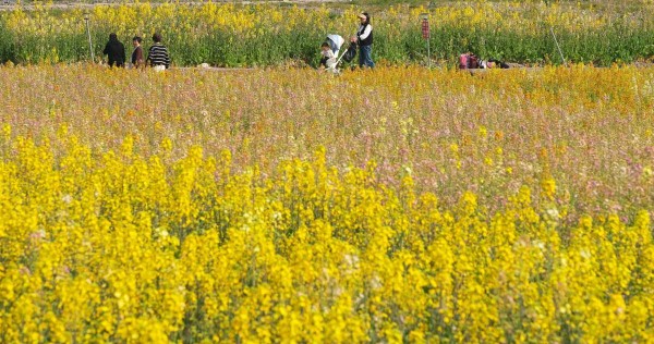 In Pics: Colorful blossoms invigorate Ningbo town