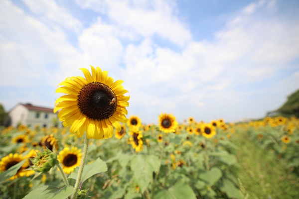 Sunflowers in Zhenhai village take center stage