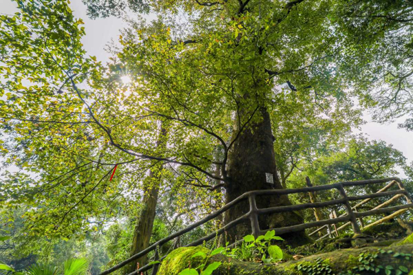 Maohuo Ancient Tree Cluster Park