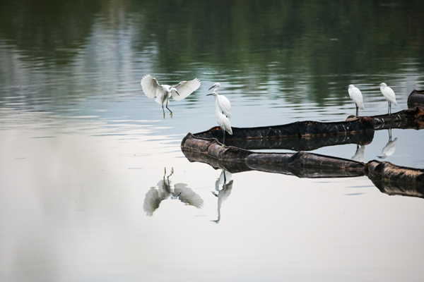 Flock of white egrets spotted at Tianming Lake
