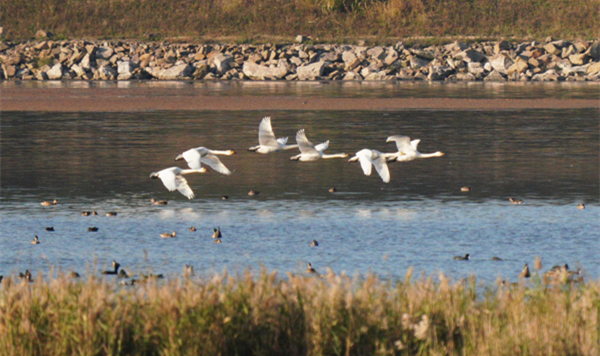 White swans spotted for first time in Xiangshan wetland