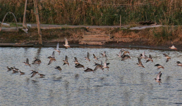 Ninghai Bay a great stopover for birds