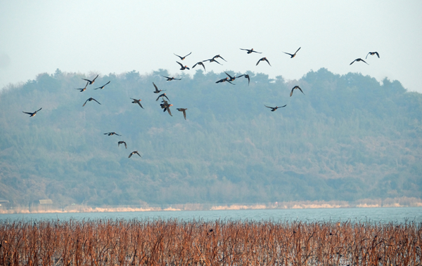 Dongqian Lake blossoms into a haven for waterfowl