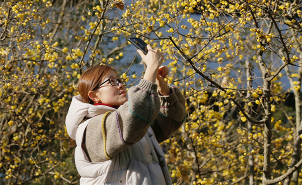 Ningbo plum garden in full bloom