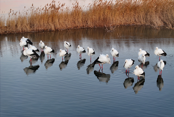 Biodiversity protection boosted by latest plan
