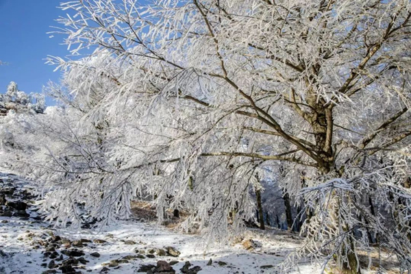 Snow splendors captivate visitors