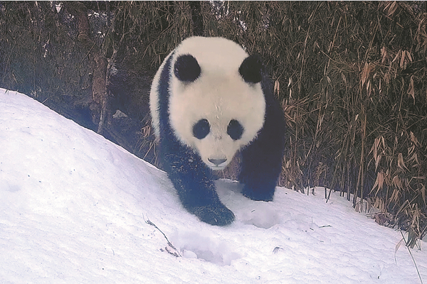 Number of wild pandas increases to nearly 1,900